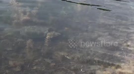 Giant snapping turtle