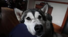 laskan Malamute Sojou Turns On The Charm for my Cookie