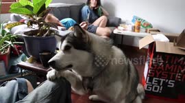 Alaskan Malamute Sojou Paw Stall Trick