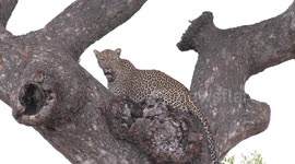 A beautiful female Leopard surveys the bush from an old Marula tree