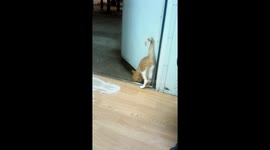 A strange Cat Visited the workplace kitchen at Night