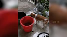 Pet Jack Russell plays with ball in buckets on water