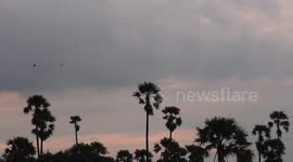 Birds enjoying the freedom of hovering and gliding in air currents over tall palm trees just after sunset.