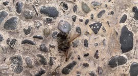 Watch this super-strength ant drag a honey bee to its nest