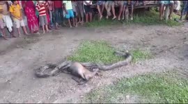 Forest officials rescue 18-foot python after it attacked livestock in northwest India