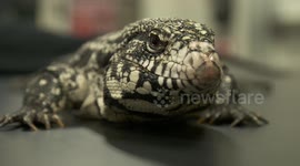Up-close footage of the venomous white-throated monitor lizard