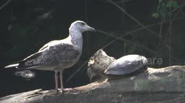 Young & Inquisitive Seagull Cant Help But Poke Basking Turtle