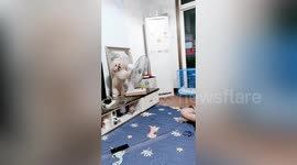 Intelligent dog points electric fan towards his cage by himself