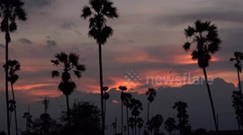 Birds fly across a dreamy sunset sky with palm trees.