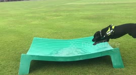 Labrador loves to splash
