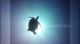 Angelic sea turtle swims into vast deep blue off Malaysian island