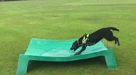 Excitable dog gets drenched during walk with owner