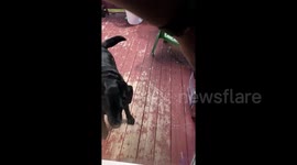 The neighbours dog is heartbroken that his best friend isn’t home