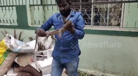 Bengal monitor lizard stuck under pile of rubbish rescued in southern India