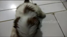 cute puppy action that can't go up on the floor