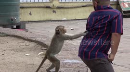 Monkey Steals Boy's Face Mask