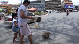 Hungry Monkey Grabs Food From Bag