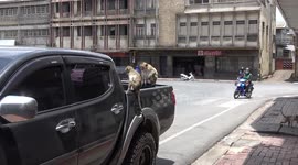 Monkeys Raid Pickup Truck To Steal Food