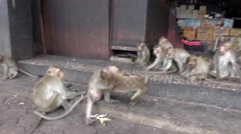 Monkeys Fight Over Food In Thai City