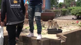 Locals Feed Fruit To Wild Monkeys Taking Over Thai City