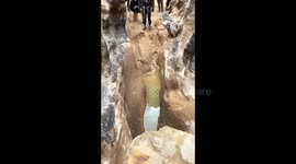 Finn The Adventure Dog