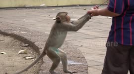 Monkeys run riot in Thailand attacking locals and each other during COVID-19 lockdown