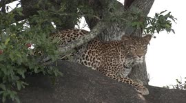 A lucky escape! Snoozing Leopard becomes alert as Impalas approach – then cancels the hunt