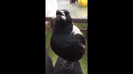 Lap-singing magpie sounds just like R2-D2 from Star Wars
