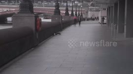 Bloodthirsty Attack By A Seagull On A Pigeon