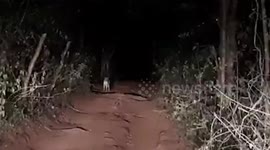 Leopard strays into village in search of food in Sri Lanka amid Covid-19 lockdown