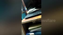 Cockatiel destroys his owner's laptop in a bid for attention