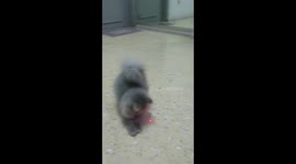 Pair of confused cats haplessly follow a red laser beam around the room
