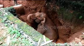 Baby elephant rescued after falling into 10-foot-deep well in southern India