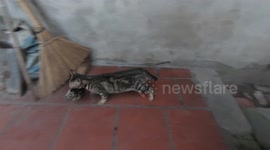 Cute cat carries and relocates kittens in Vietnam due to disturbing dog