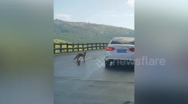Kind-hearted motorist feeds hungry foxes begging for food on Chinese road