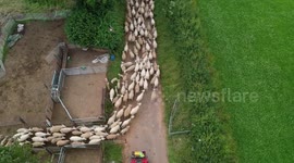 Mesmerising footage shows flock of sheep being herded