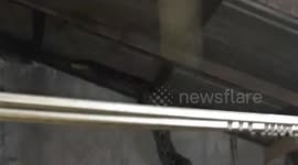 Fire Extinguishers Team Two-meter-Long Sanca Snake Evacuation