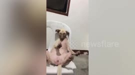 Sleepy dog falls through gap in plastic chair