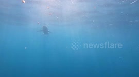 Blue Sharks in a Chum Slick offshore San Diego, California.