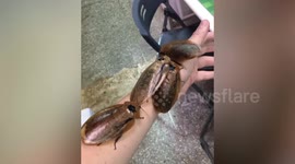 Insect enthusiast in Taiwan lets 4 giant cockroaches crawl on his arm