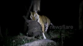 Shocking footage shows a tiger hunting an elephant in Southern India