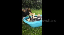 Dog lovingly cares for flock of baby ducklings on Finnish farm