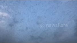Swarm of locusts fills the sky over Uttar Pradesh, northern India