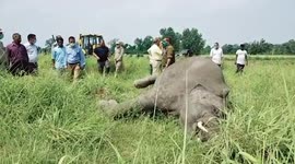 7-year-old wild tusker found dead in northern India