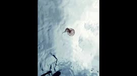 Jellyfish know how to dance