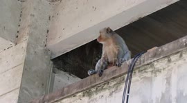 Rogue wild monkey terrorising market after 'hitch hiking' from notorious Thai city