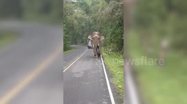 Wild elephant strolls along mountain road in Thailand