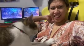 Cheeky pet cat loves massaging his owner's breast