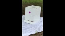 Honey bees settled into their new hive