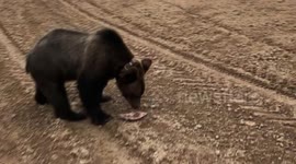Bear follows filmer's call, emerges out of woods to play in Moscow